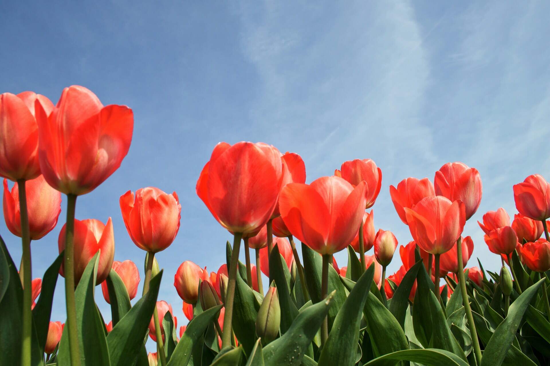 The Tulip Effect: A Reflection on Teacher Leadership
